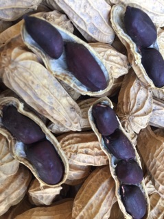 10 Hạt giống lạc đen