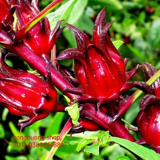 Hạt giống atiso đỏ