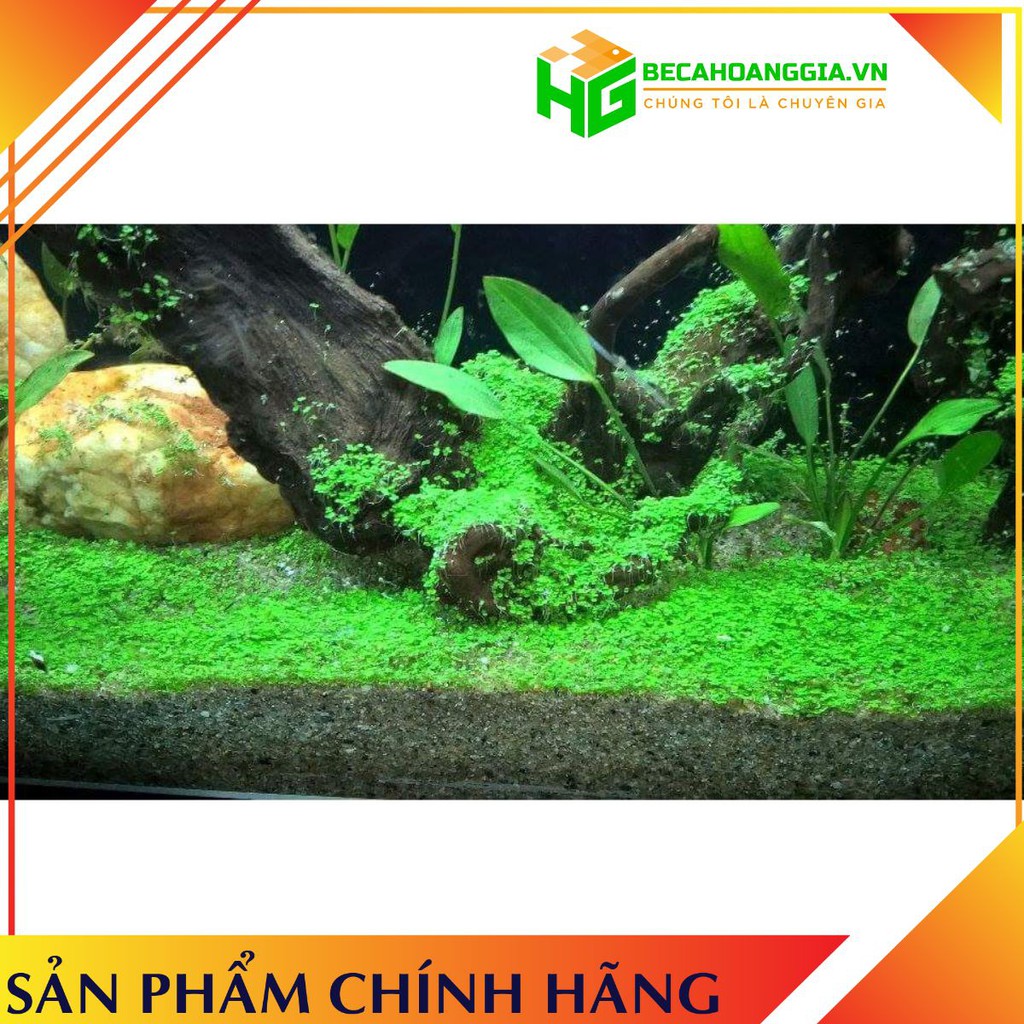 Hạt Giống Chân Châu Trồng Bể Thủy Sinh
