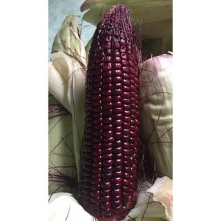 100Gr Hạt giống bắp nếp tím lai F1 Thái