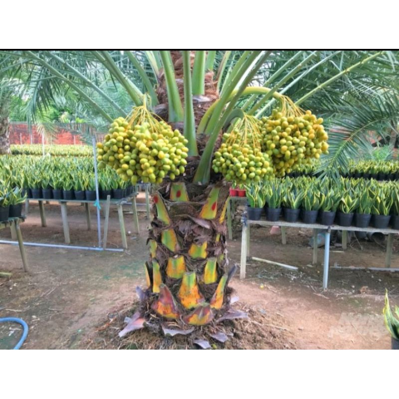 Cây chà là 2 tháng tuổi siêu đẹp