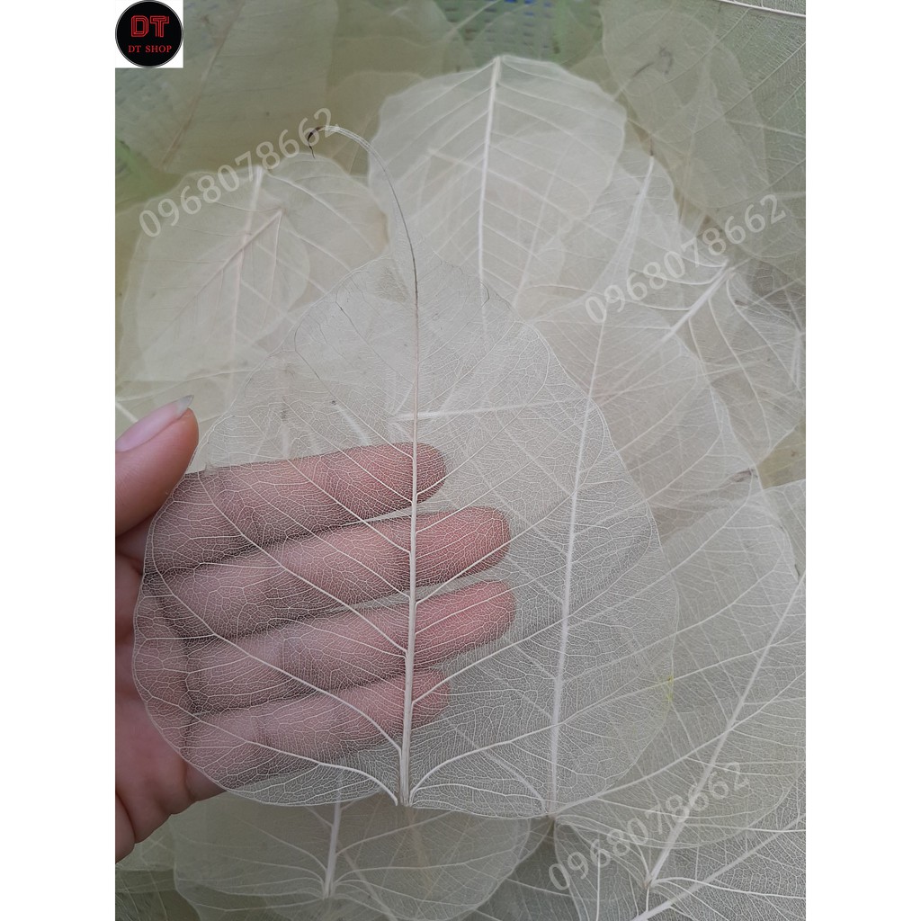 Set 10 xương lá bồ đề khô tự nhiên