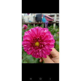 5 củ hoa thược dược 5 màu