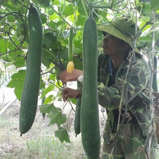 Hạt bí đao chanh, bí sặt - gói 1 gram