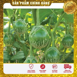 Hạt Giống Cà Bát Ta Da Ếch(2gr)