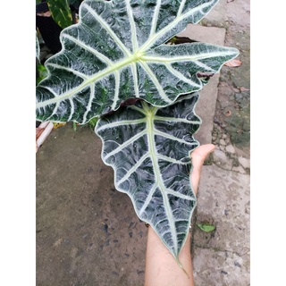Môn Quan Âm(Alocasia Amazonica ‘Polly’)