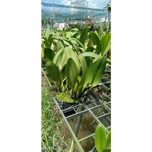 Hoa Lan Cattleya chọn màu hàng thuần đẹp