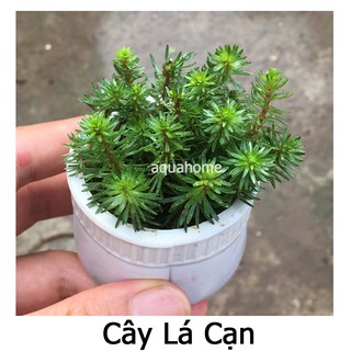 Cây thủy sinh luân thảo