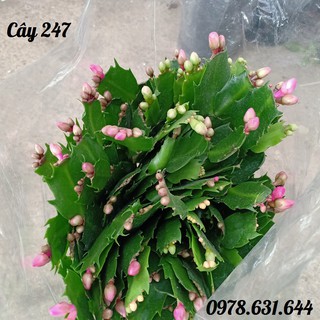Cây Hoa Lan càng cua phong thủy