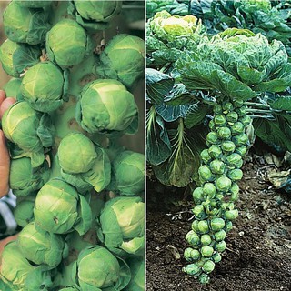 Bộ 2 gói hạt giống bắp cải tí hon xanh (TẶNG gói kích thích hỗ trợ hạt nảy mầm)