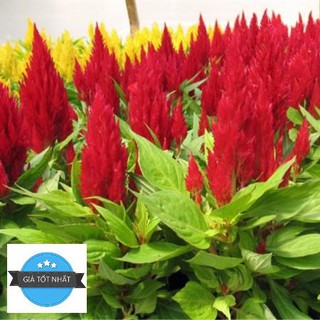 50H - HẠT GIỐNG HOA MÀO GÀ LỬA đuôi phụng hoàng