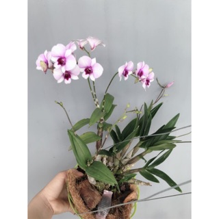 Hoa lan Yaya Mini chậu đang nụ