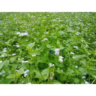 Cỏ ngũ sắc/cỏ hôi/cỏ cứt lợn khô 100gr