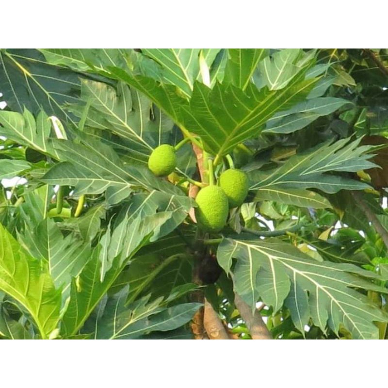 Cây 🌲 Sake cao 1m6