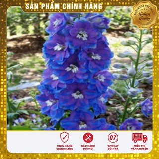 Hạt giống hoa phi yến xanh hat giong hoa phi yen xanh vườn nhà