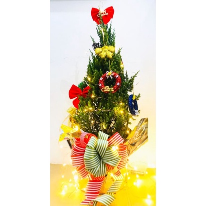 [HỎA TỐC] Cây thông noel thật có hương thơm thư giãn - Cây Tùng Thơm và Cây Tùng Đất (60cm) - Size Vừa