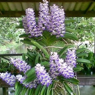 1 cây lan rừng Hải yến, cây to khỏe, hoa cực đẹp, hàng chuẩn rừng, dễ ghép