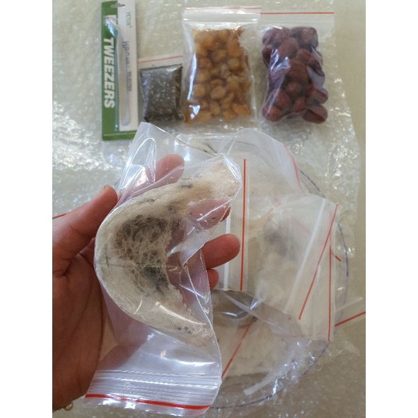 Tổ yến thô loại 1 lấy từ nhà nuôi yến 10gr tặng đường phèn + táo đỏ + hạt chia +  long nhãn + nhíp | BigBuy360 - bigbuy360.vn