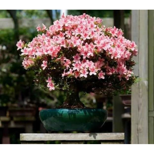 Hạt giống Hoa Đỗ Quyên bonsai mix nhiều màu