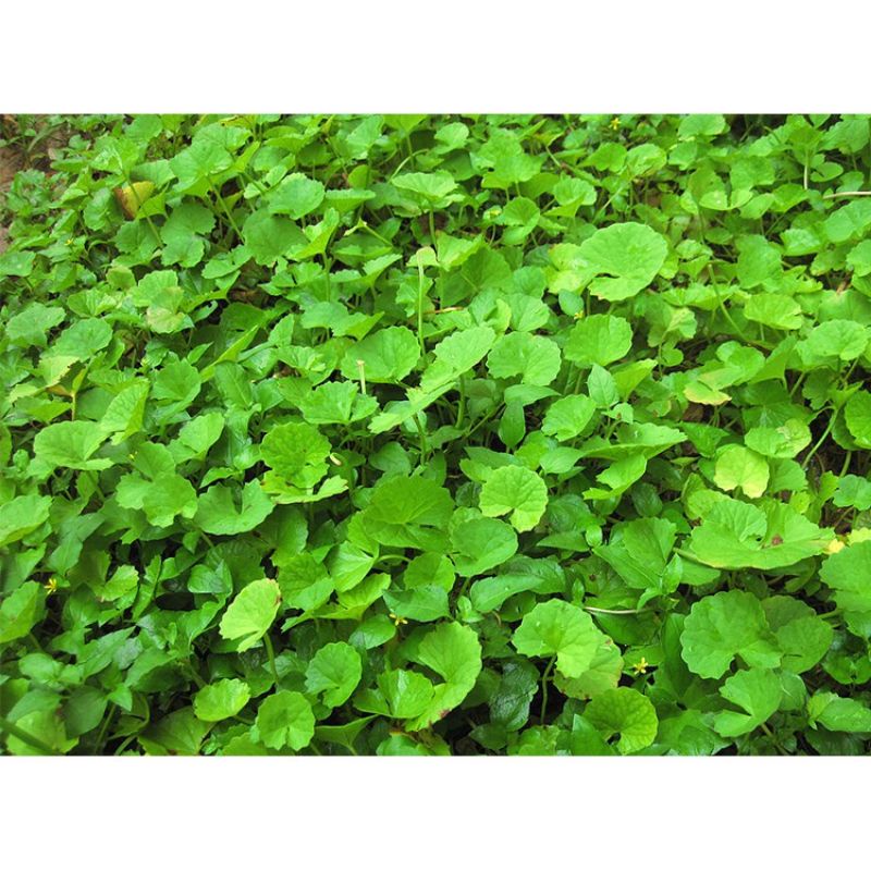 HẠT RAU MÁ LÁ NHỎ - DỄ TRỒNG, DINH DƯỠNG, NĂNG SUẤT CAO ( 1gr)