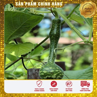 Hạt giống Bầu Thiên Nga 5 Hạt