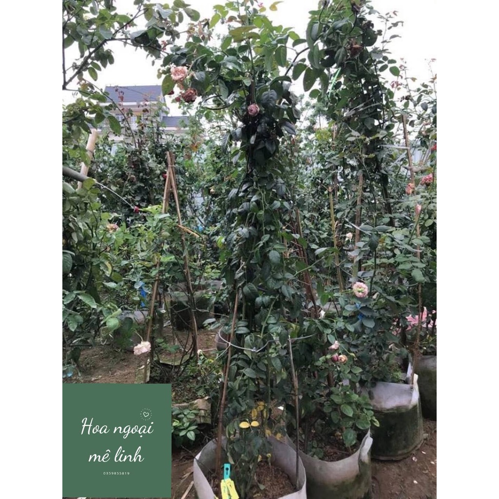 Hoa Hồng Ngoại Mon Coeur cô nàng đến từ xứ sở Nhật Bản - có hương thơm mạnh-hoangoaimelinh