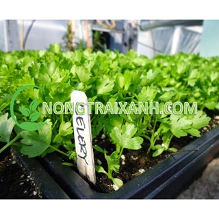 5GR - HẠT GIỐNG RAU CẦN TÂY/ CẦN TÀU