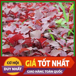 Hạt giống rau Dền Đỏ (Dền Tía)
