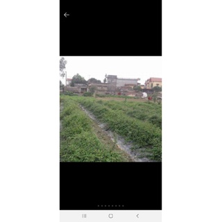 cà gai leo khô 1kg