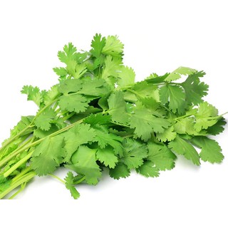 HẠT giống ngò rí (RAU NGÒ HẠT LỚN PHÁP) - GÓI 20 GRAM