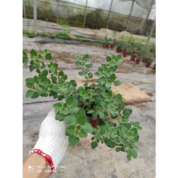 oregano - kinh giới dại