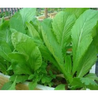 10 gram hạt giống rau cải mơ