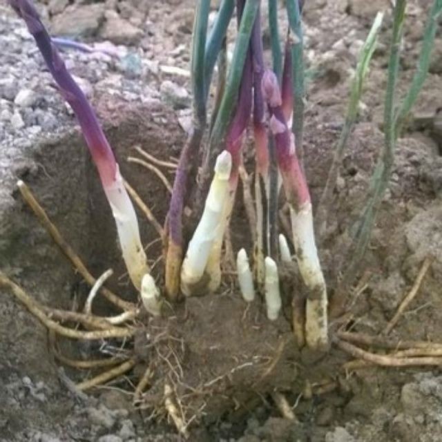 30 Hạt giống măng tây tím  KHUYẾN MẠI SHOP MỚI HẠ GIÁ SỈ