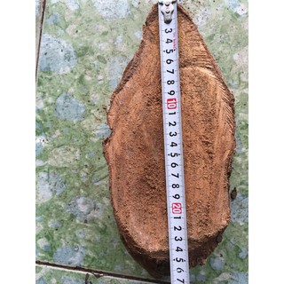 5 miếng gỗ vú sữa ghép lan đường kính từ 13-16 cm