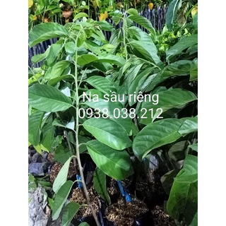 CÂY NA SẦU RIÊNG