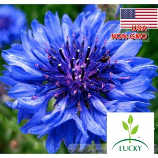 50h Hạt Giống Hoa Trúc Mai Xanh Blue 70cm (C2.101 | B14)  THANHHUONG