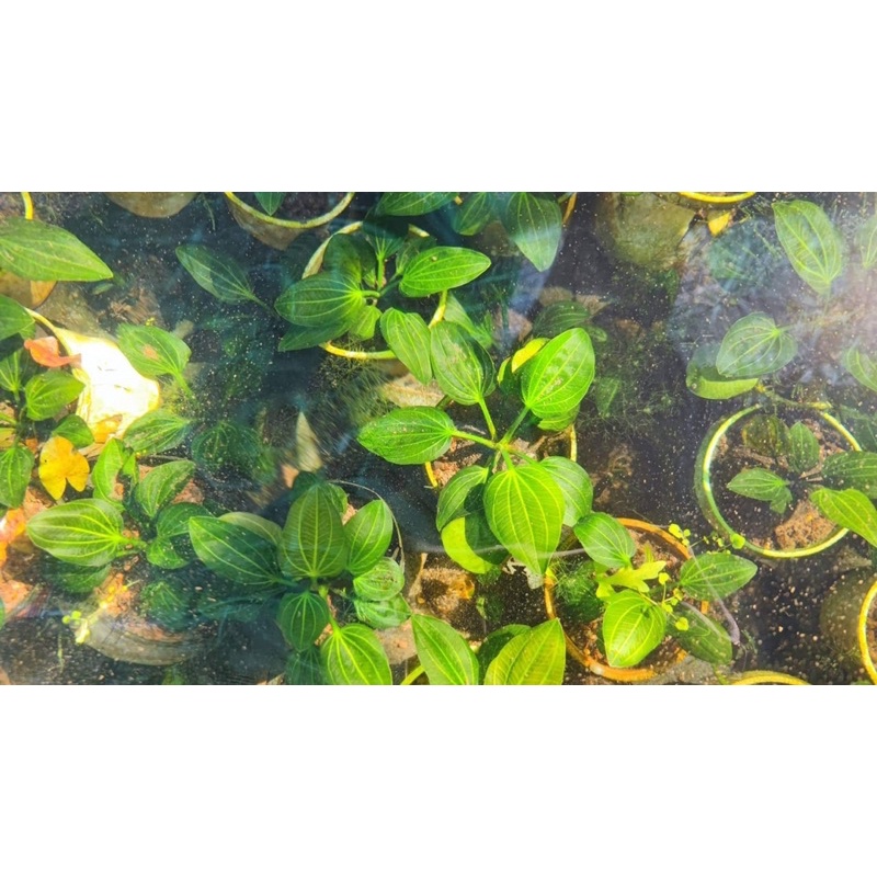 Trầu Echinodorus iguazu 2009 - trầu 09 cây thuỷ sinh khá hiếm và dễ trồng