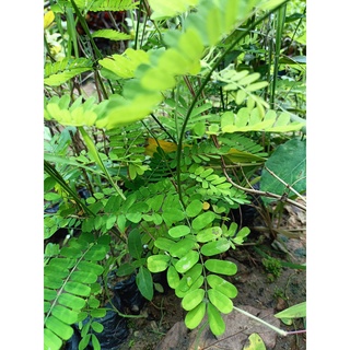 Cây giống cam thảo dây
