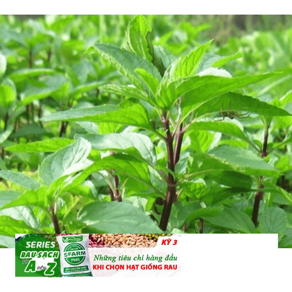 Gói 100 Hạt Giống Húng Quế (Ocimum basilicum