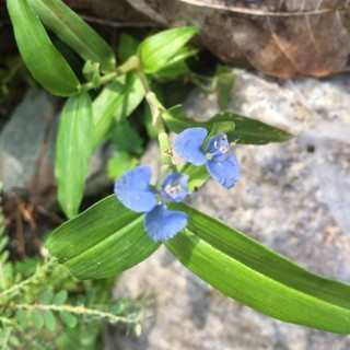 Rau trai thài lài