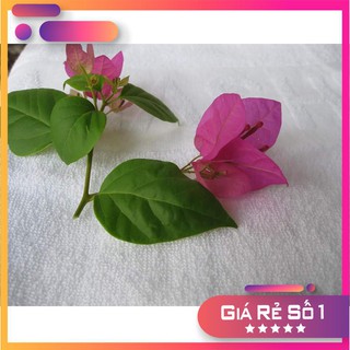 khăn tắm khách sạn 260g