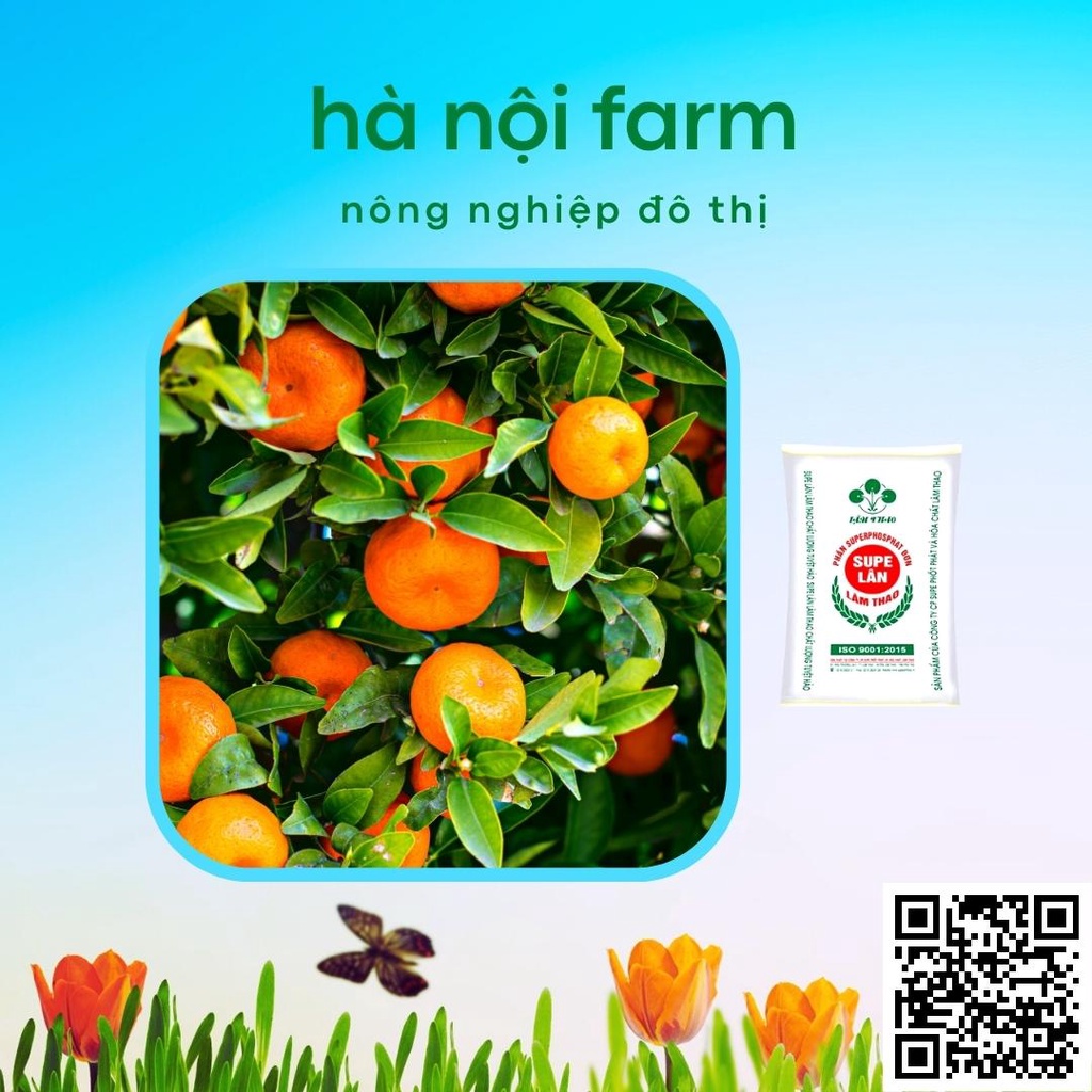 Phân Lân bột Lâm Thao- Supe 500g