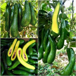 Cây giống bơ quả dài 034