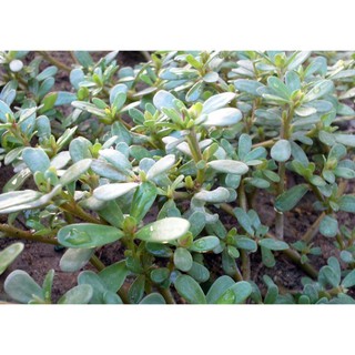 Hạt giống Rau Sam Phú Nông (PN132667) - 2g