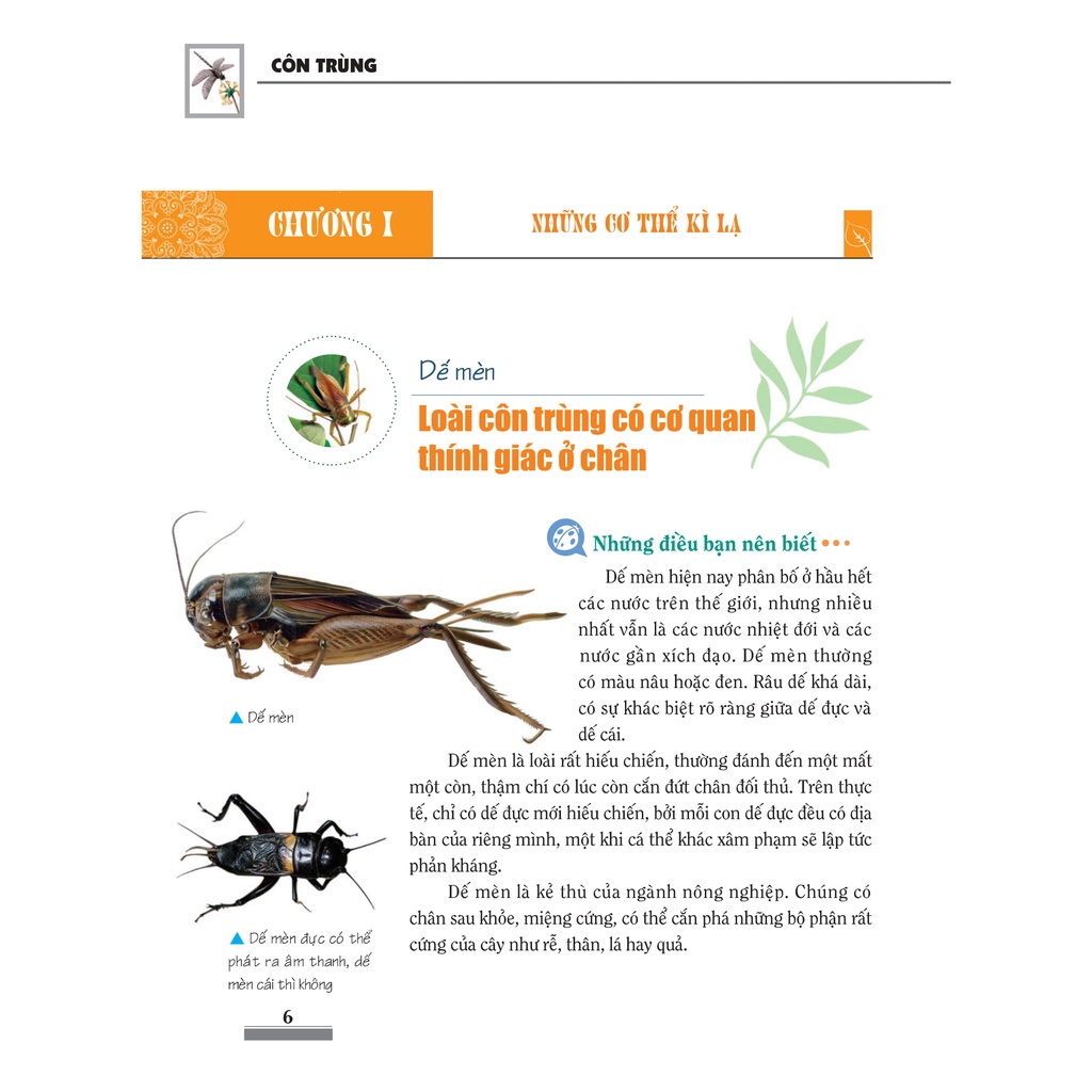 Sách: Khám Phá Bí ẩn Thế Giới Tự Nhiên - Côn Trùng - TSTN