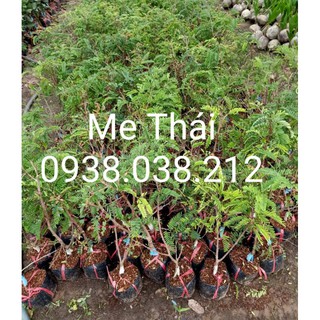 Cây giống me thái