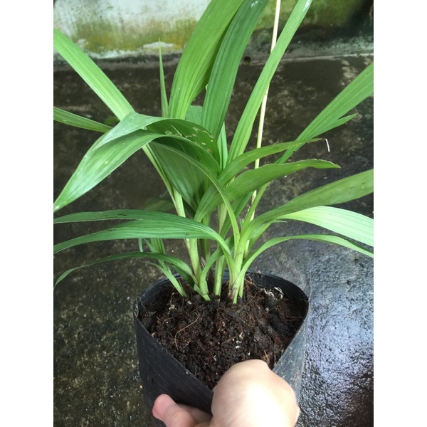 Địa lan chu đỉnh tím