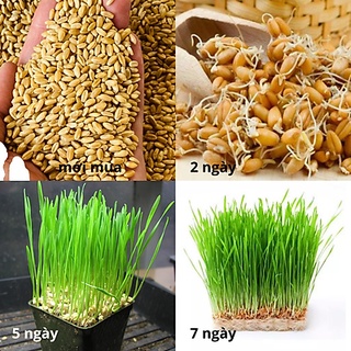Hạt giống Cỏ lúa mì   1Kg