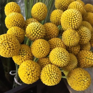 Gói 20  hạt giống hoa Cúc Nút Áo Vàng