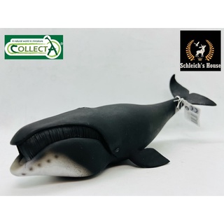 Mô hình động vật , đồ chơi con vật CollectA chính hãng Cá voi đầu cong 88652 - Schleich House